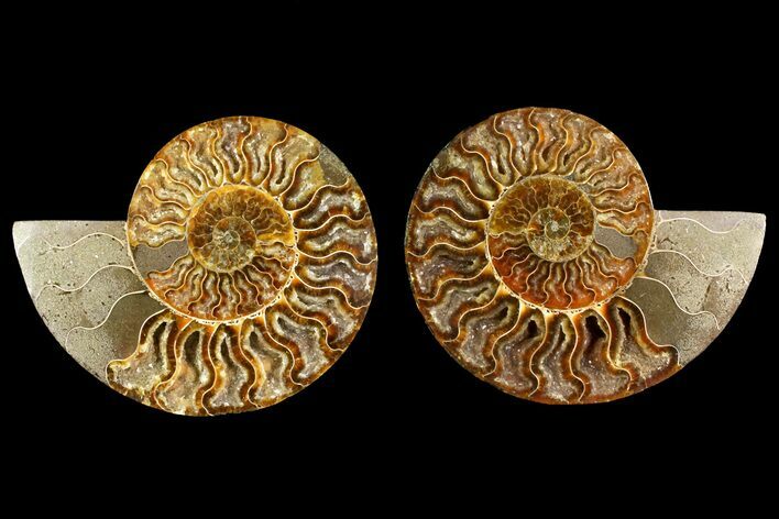 Agate Replaced Ammonite Fossil - Crystal Pockets #158308